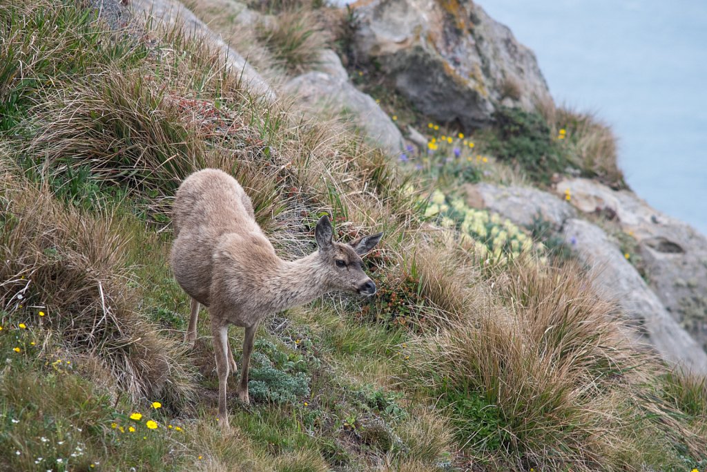 A doe, a deer...