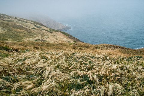 Blowing Grass