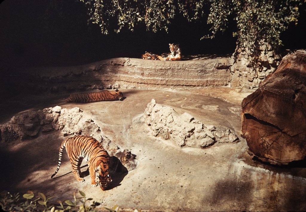 Tigers, Unknown Zoo